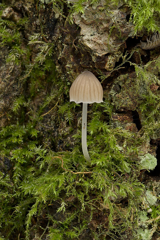 Mycena hiemalis